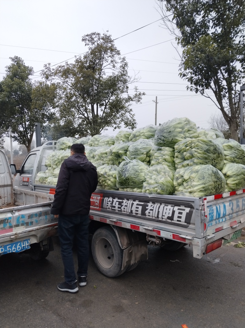 大利生菜河南西华生菜大量上市，代收代发一条龙服务