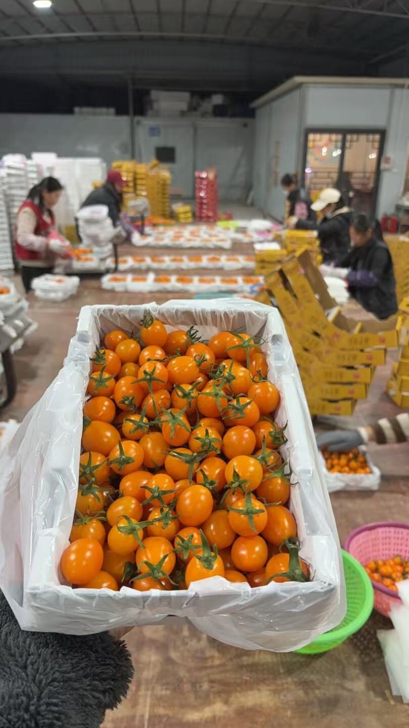 香芒皇后千喜皇冠圣女果产地供应链欢迎团购前来合作共赢