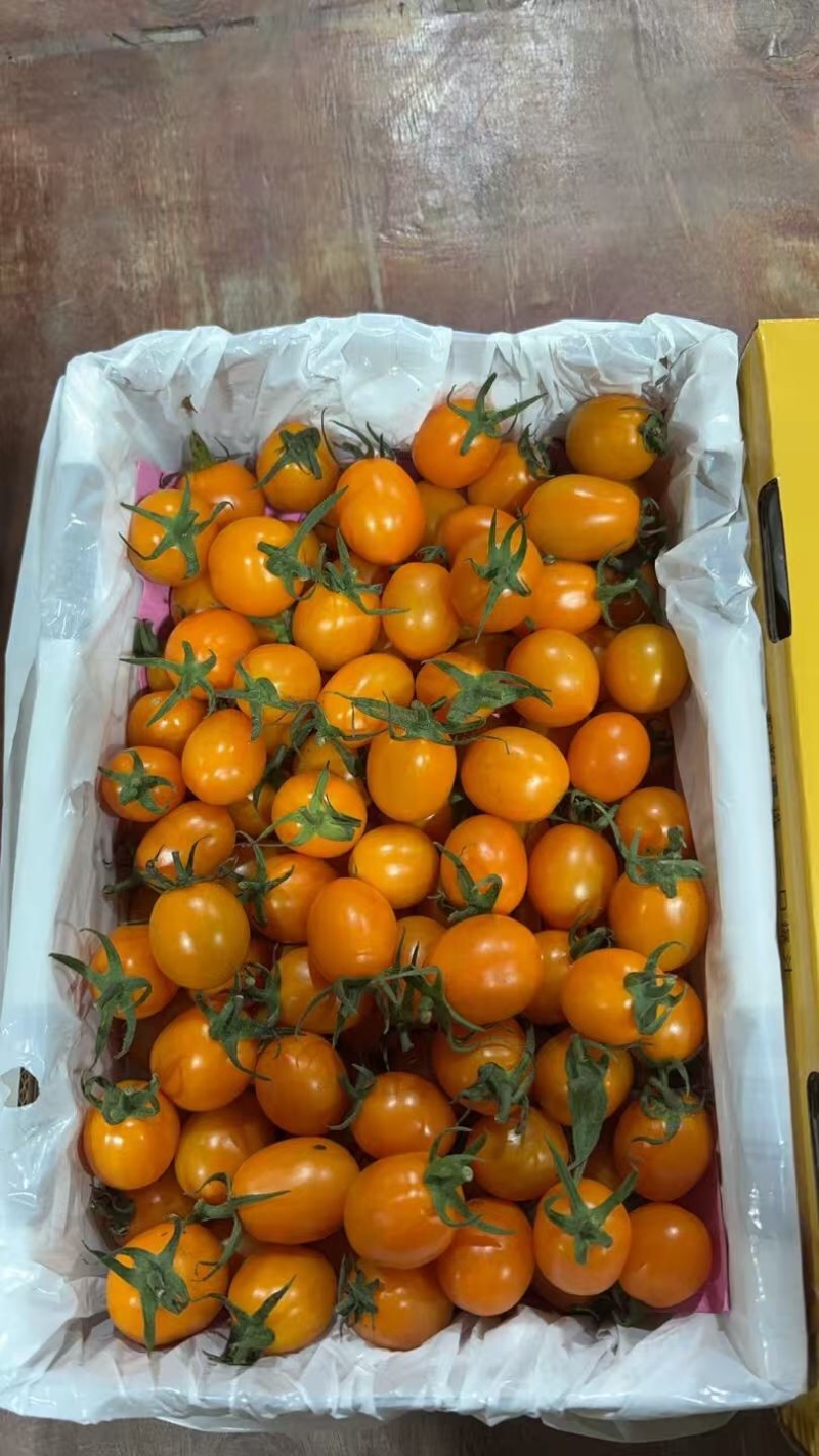 香芒皇后千喜皇冠圣女果产地供应链欢迎团购前来合作共赢