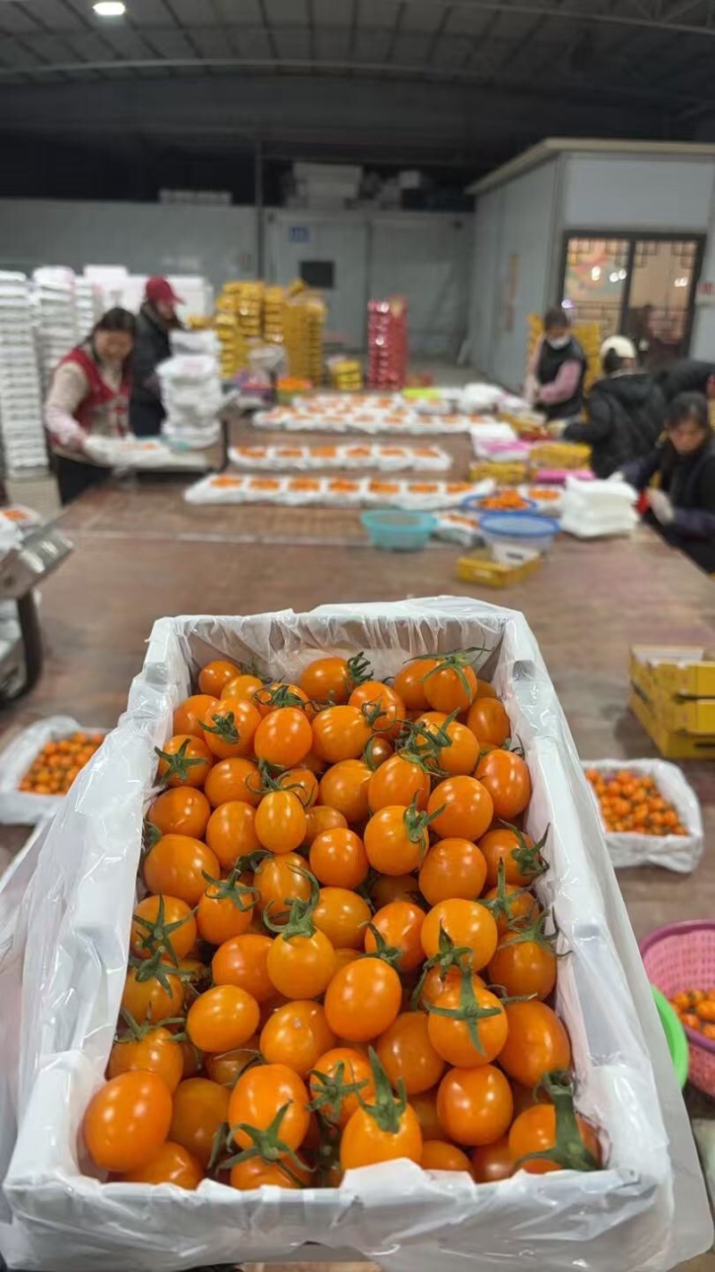 香芒皇后千喜皇冠圣女果产地供应链欢迎团购前来合作共赢