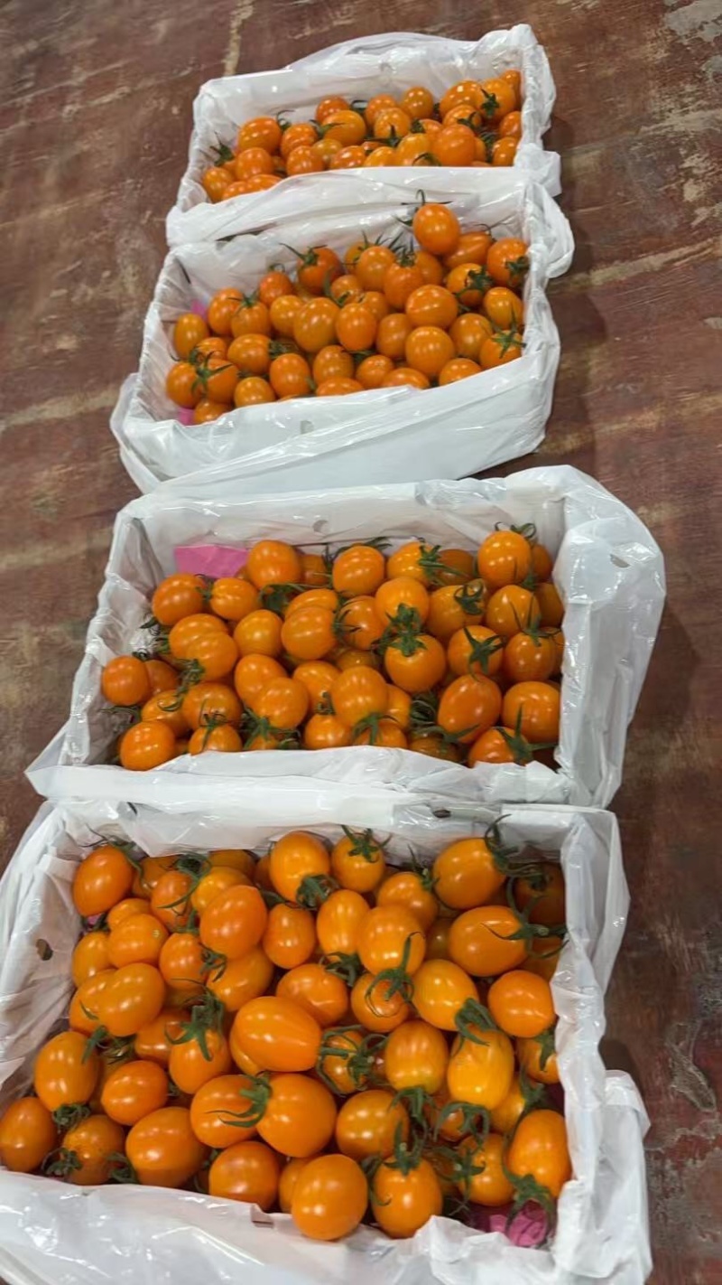 香芒皇后千喜皇冠圣女果产地供应链欢迎团购前来合作共赢
