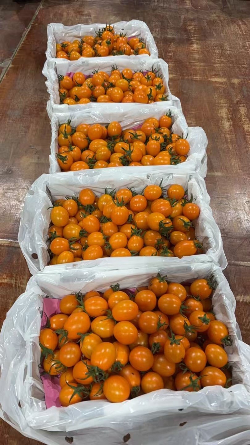 香芒皇后千喜皇冠圣女果产地供应链欢迎团购前来合作共赢