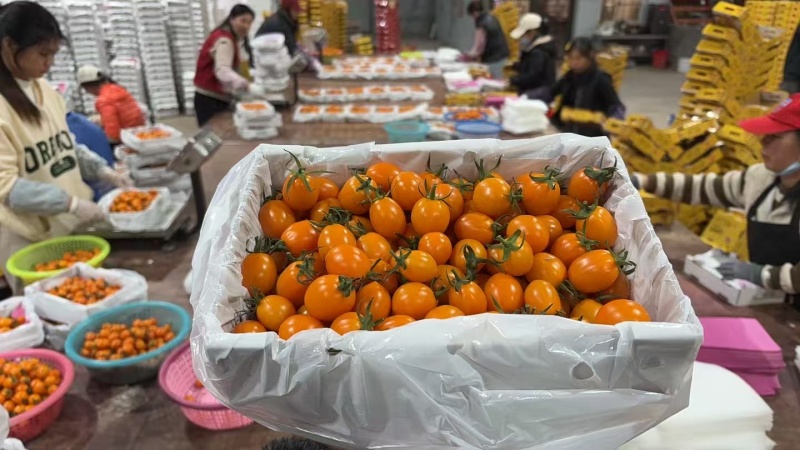 香芒皇后千喜皇冠圣女果产地供应链欢迎团购前来合作共赢