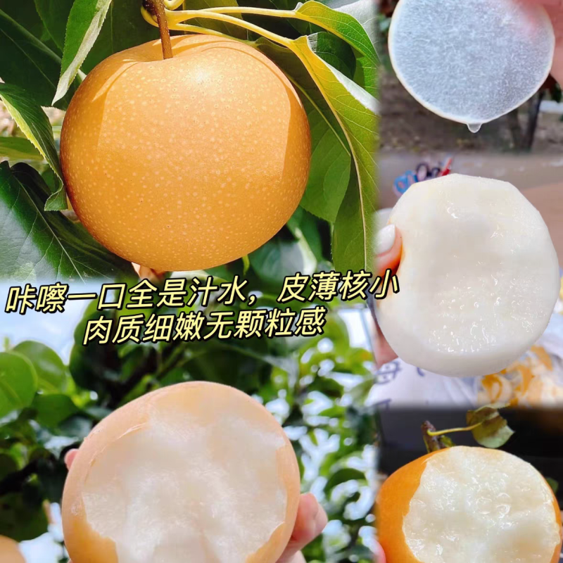 河北石家庄丰水梨大量现货可电商/商超/批发/一件代发
