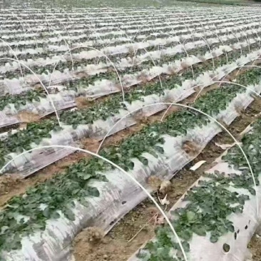 玻璃纤维杆，小拱棚支架，简易小拱棚蔬菜拱棚支架