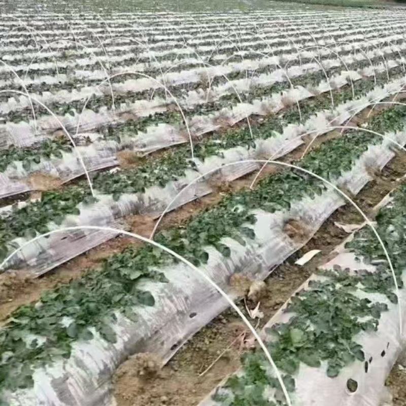 玻璃纤维杆，小拱棚支架，简易小拱棚蔬菜拱棚支架