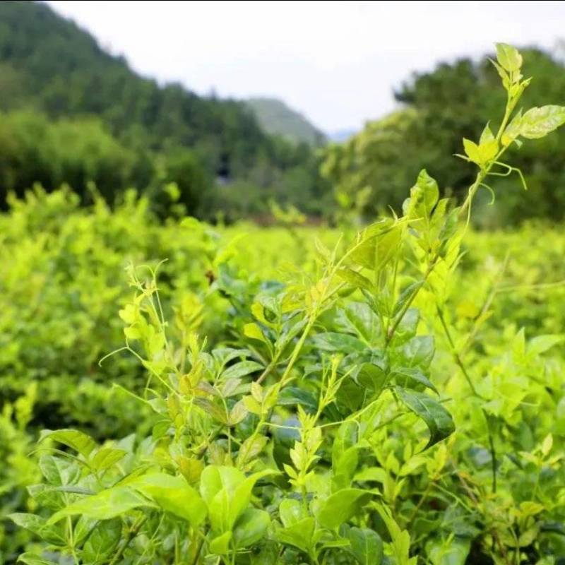 莓茶