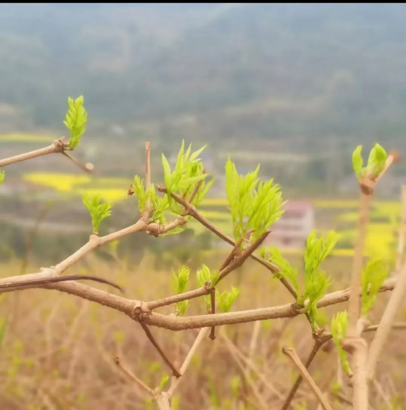 莓茶