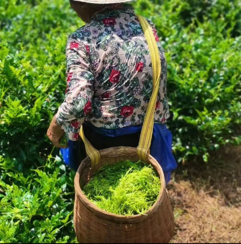 莓茶
