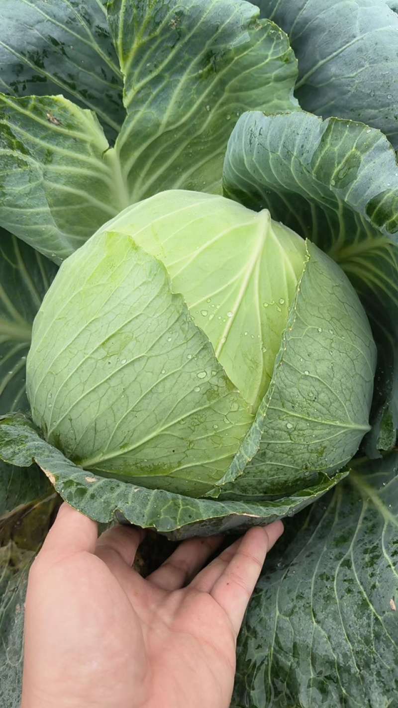 奥奇娜甘蓝甘蓝铁头包菜大量上市一手货源价格合理