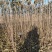 月香苹果品种苗瑞雪国光秦冠苹果鲁丽火箭爱妃众一众三馨元萃