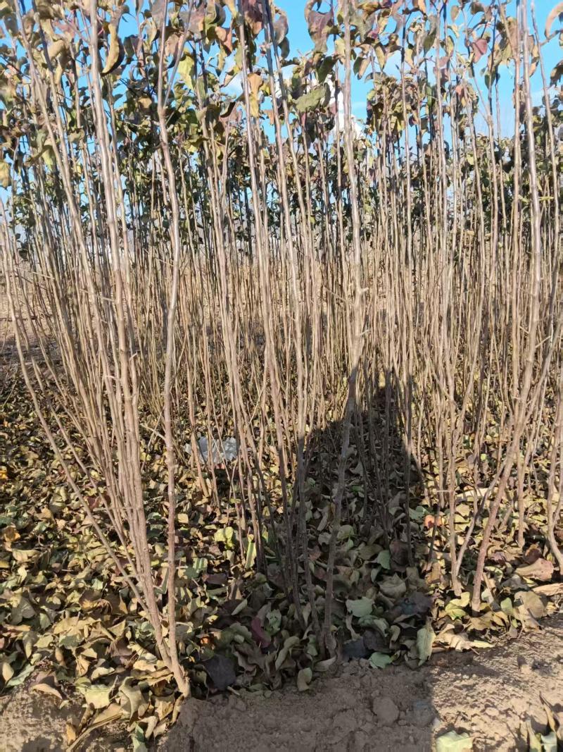 月香苹果品种苗瑞雪国光秦冠苹果鲁丽火箭爱妃众一众三馨元萃