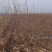 月香苹果品种苗瑞雪国光秦冠苹果鲁丽火箭爱妃众一众三馨元萃