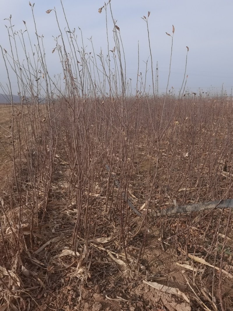 月香苹果品种苗瑞雪国光秦冠苹果鲁丽火箭爱妃众一众三馨元萃