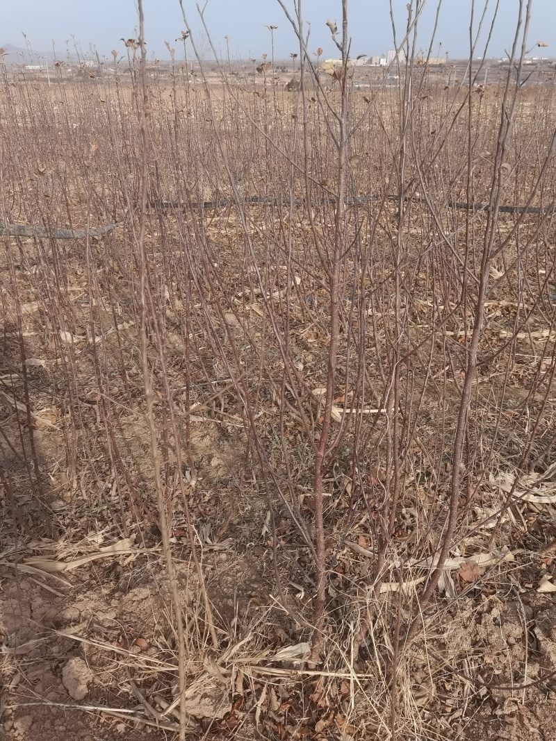 月香苹果品种苗瑞雪国光秦冠苹果鲁丽火箭爱妃众一众三馨元萃