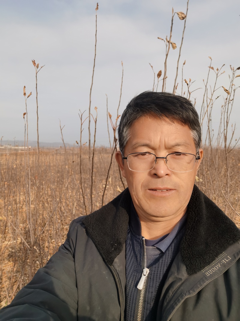 月香苹果品种苗瑞雪国光秦冠苹果鲁丽火箭爱妃众一众三馨元萃