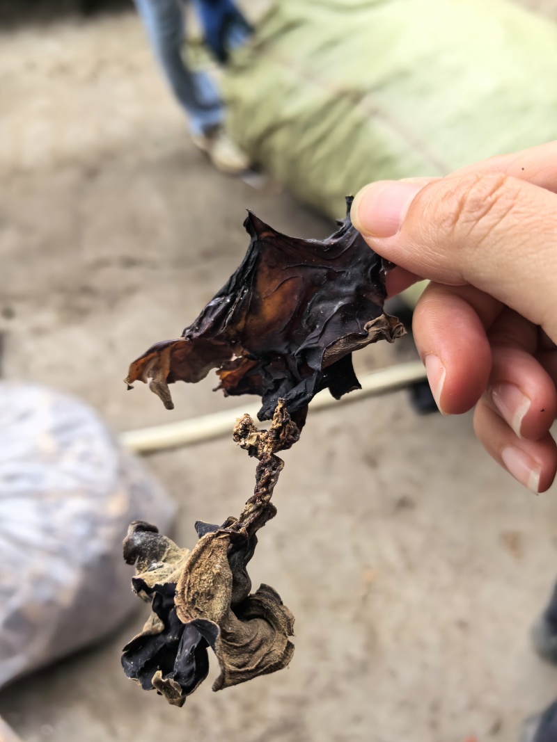 大干木耳