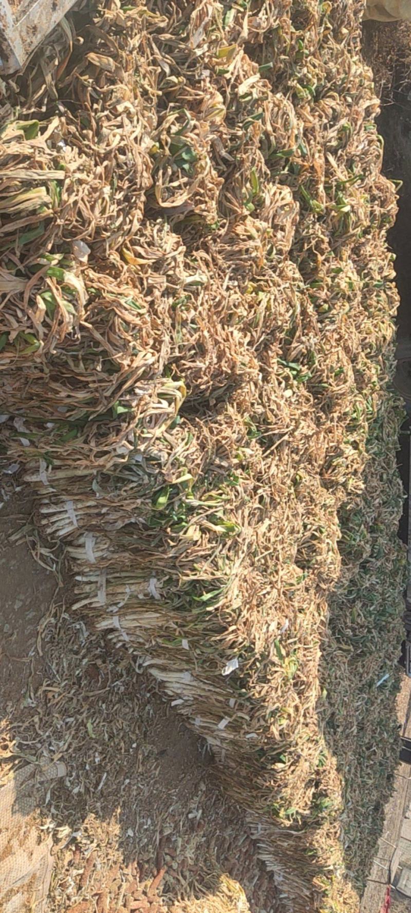 精品长白干葱