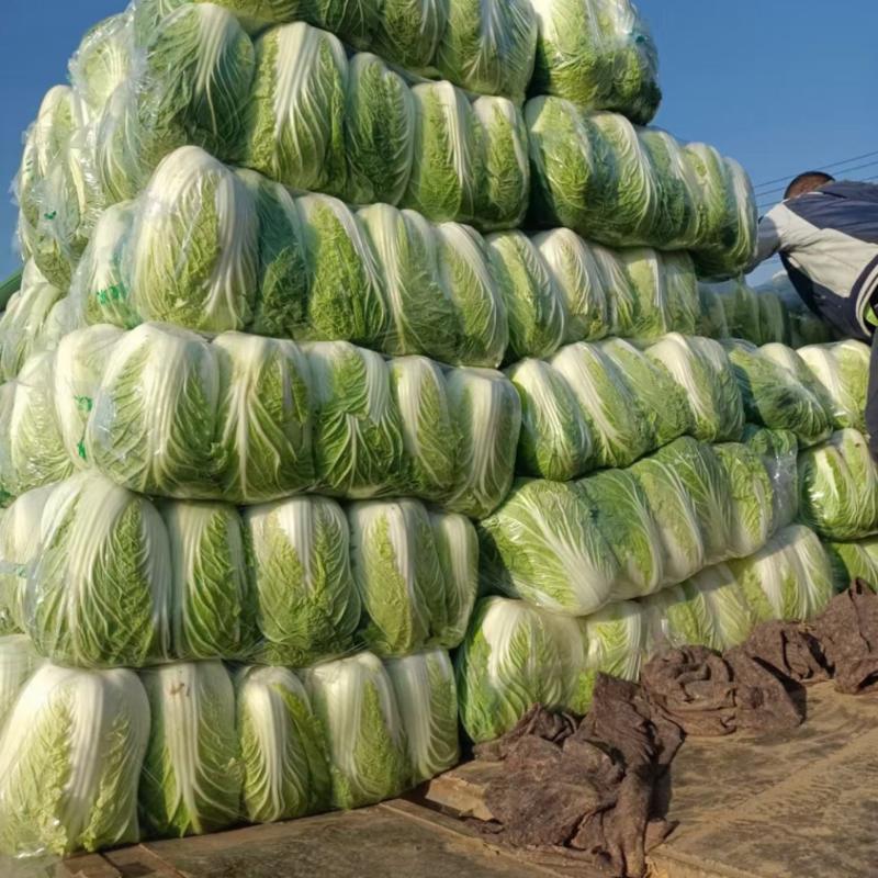 精品黄心白菜基地直发价格随行变动电话咨询发货迅速