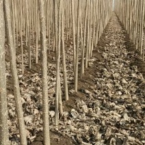 白杨树，白杨树苗子风景树园林绿化苗木南方种植正宗3804