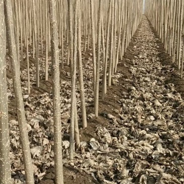 白杨树，白杨树苗子风景树园林绿化苗木南方种植正宗3804