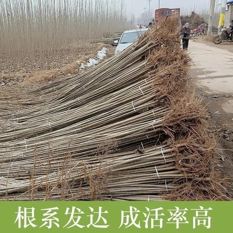 白杨树，白杨树苗子风景树园林绿化苗木南方种植正宗3804