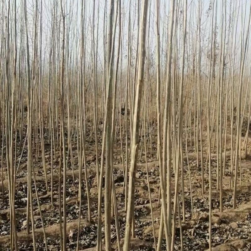 白杨树，白杨树苗子风景树园林绿化苗木南方种植正宗3804