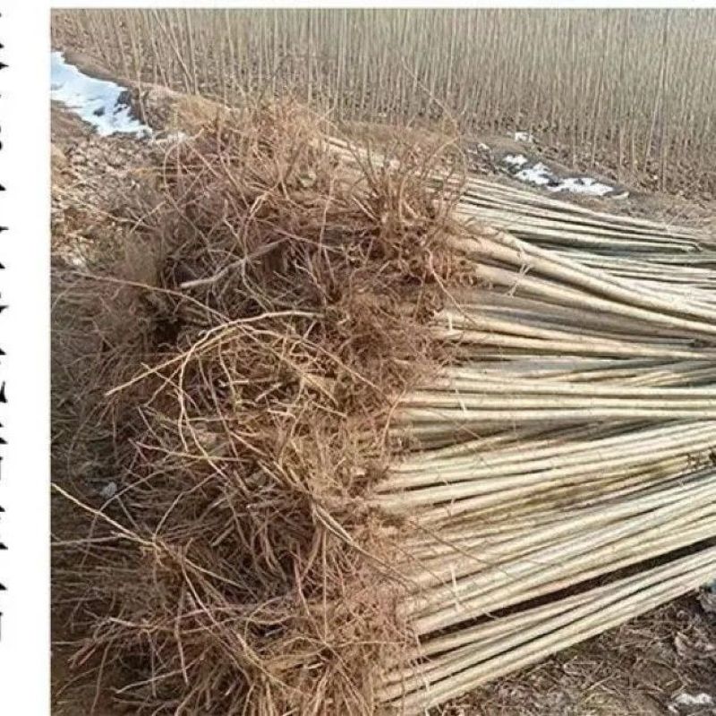 白杨树，白杨树苗子风景树园林绿化苗木南方种植正宗3804