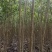 白杨树，白杨树苗子风景树园林绿化苗木南方种植正宗3804