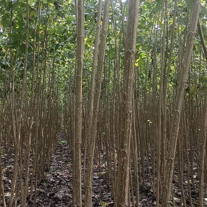 白杨树，白杨树苗子风景树园林绿化苗木南方种植正宗3804