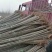 白杨树，白杨树苗子风景树园林绿化苗木南方种植正宗3804