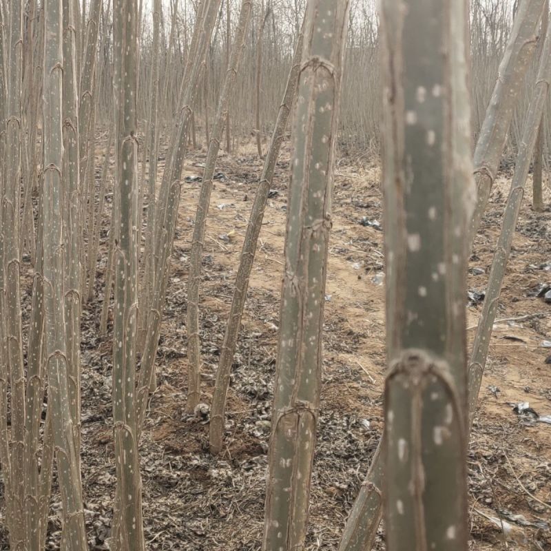白杨树，白杨树苗子风景树园林绿化苗木南方种植正宗3804