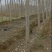 白杨树，白杨树苗子风景树园林绿化苗木南方种植正宗3804