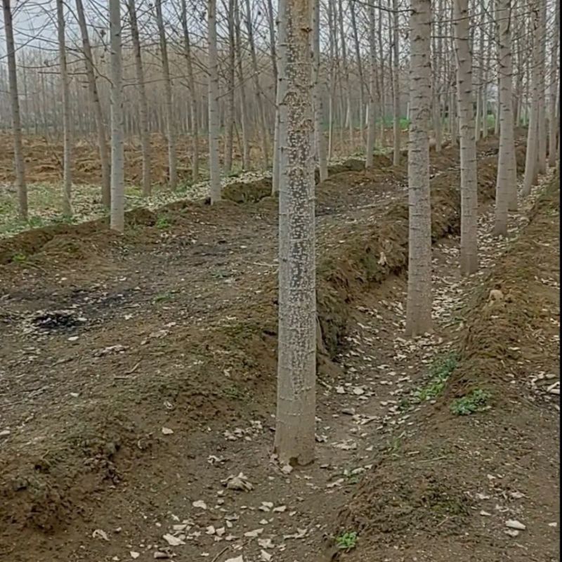 白杨树，白杨树苗子风景树园林绿化苗木南方种植正宗3804