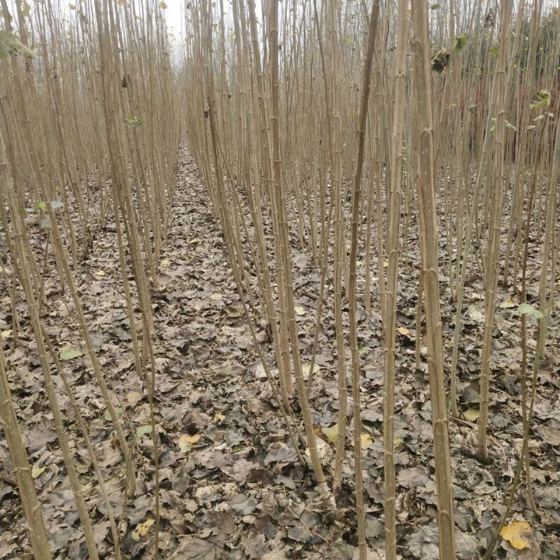 白杨树，白杨树苗子风景树园林绿化苗木南方种植正宗3804