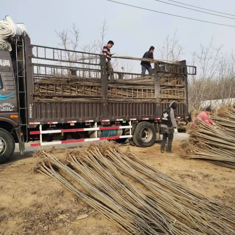 白杨树，白杨树苗子风景树园林绿化苗木南方种植正宗3804