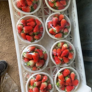 济南奶油草莓🍓