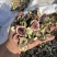 无花果干现货80吨