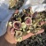 无花果干现货80吨