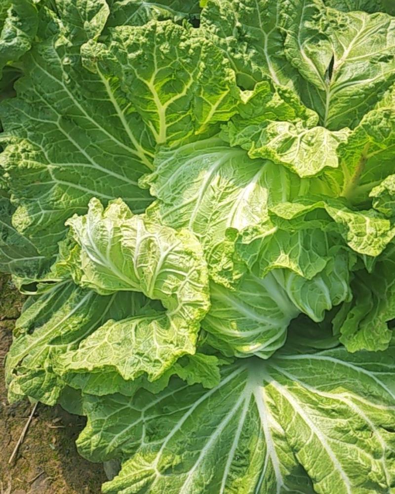 大白菜