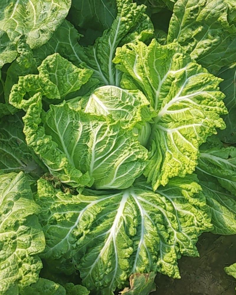 大白菜