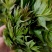 大棚反季节种植香椿芽儿基地直供