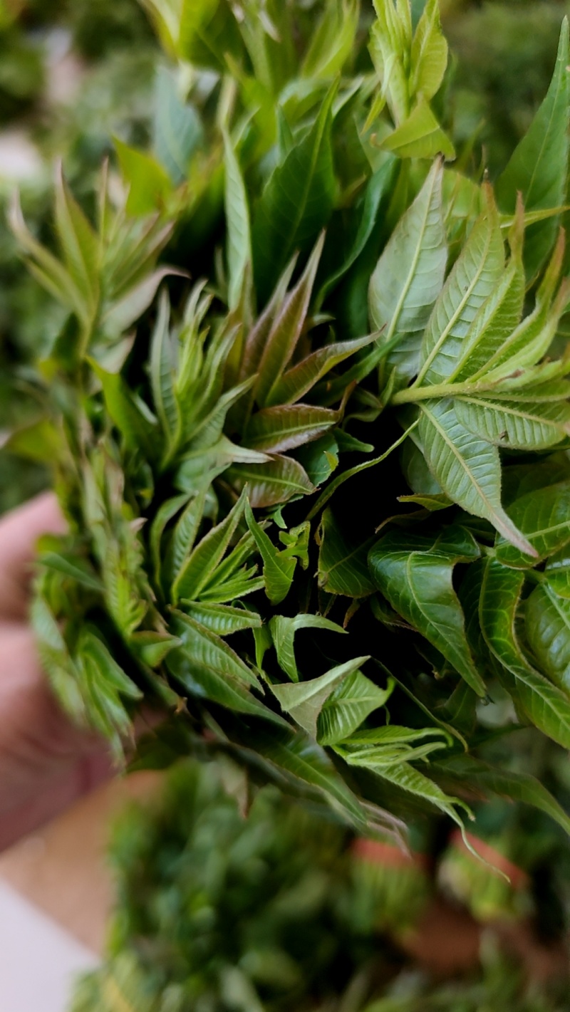 大棚反季节种植香椿芽儿基地直供