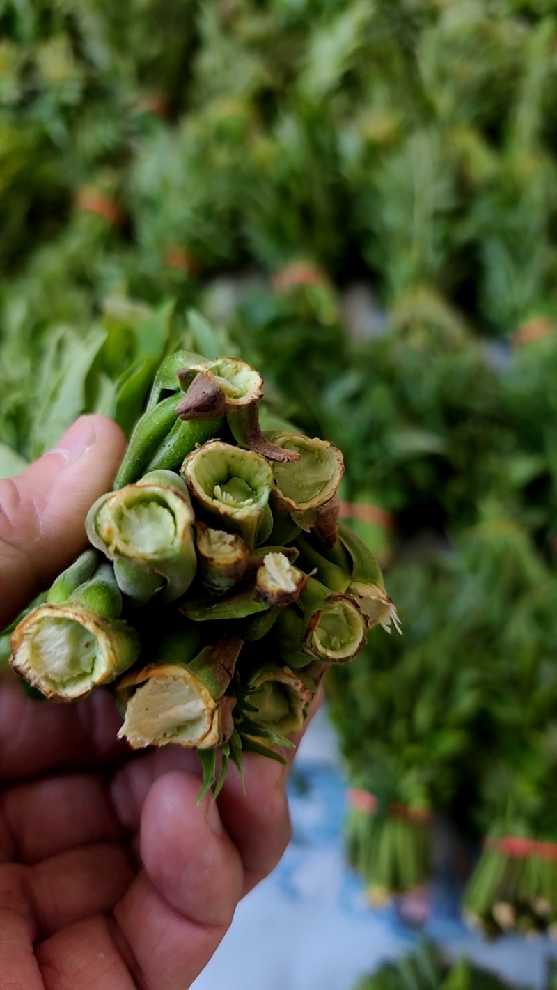 大棚反季节种植香椿芽儿基地直供