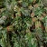 大棚反季节种植香椿芽儿基地直供