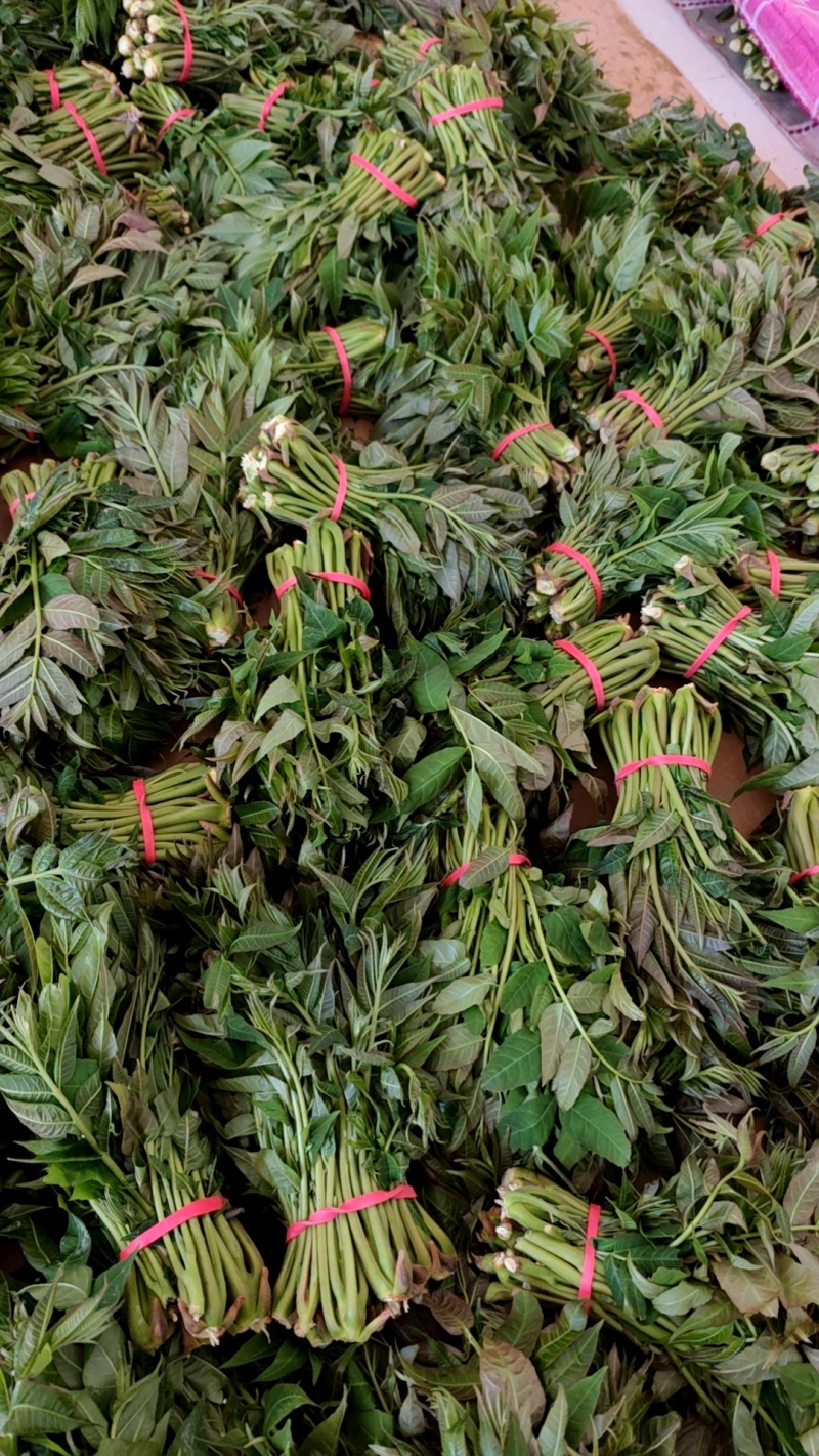 大棚反季节种植香椿芽儿基地直供