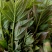 大棚反季节种植香椿芽儿基地直供