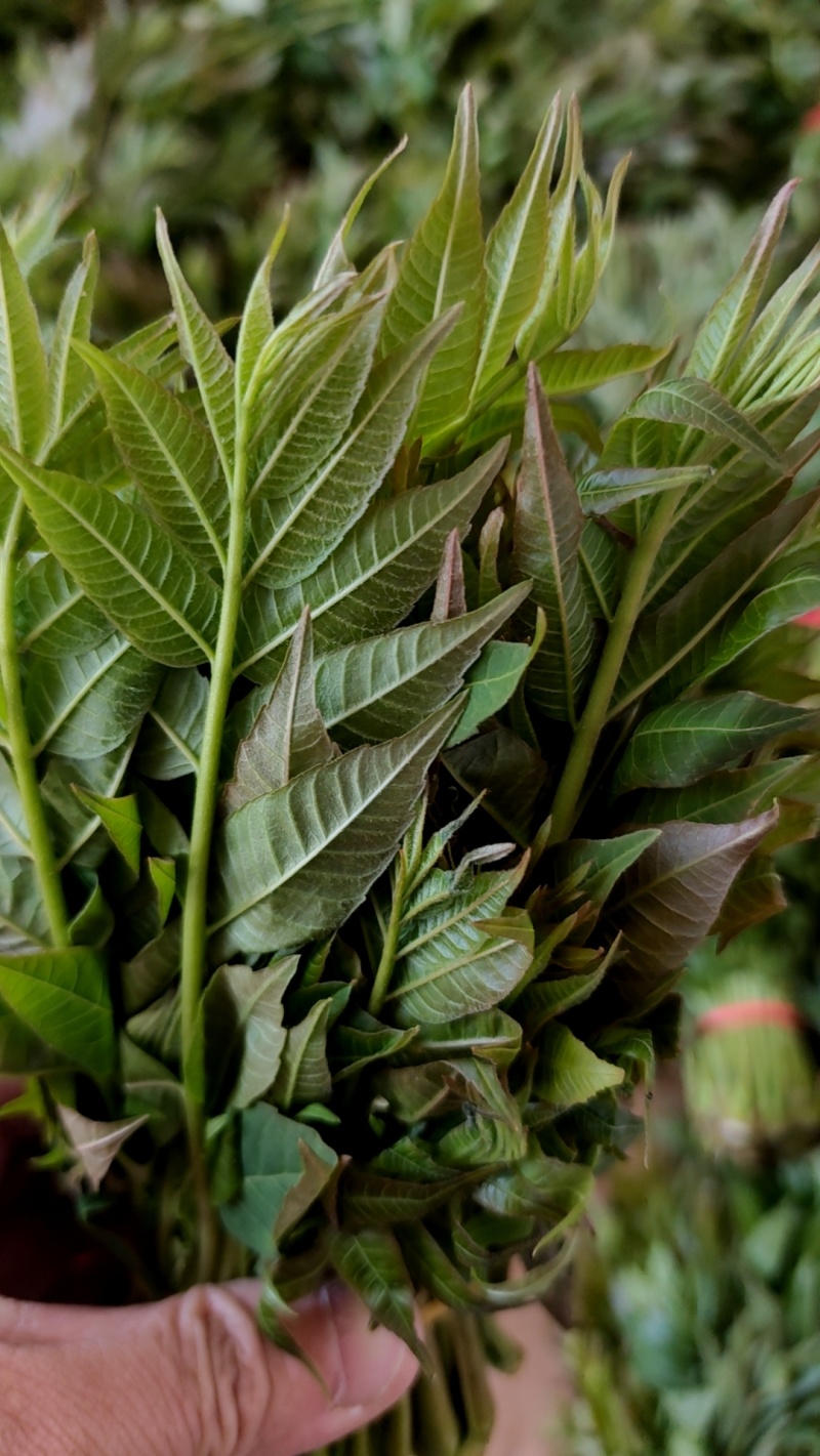大棚反季节种植香椿芽儿基地直供