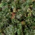 大棚反季节种植香椿芽儿基地直供