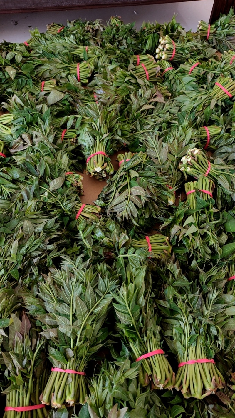 大棚反季节种植香椿芽儿基地直供